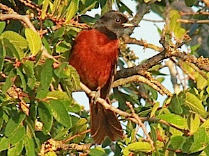 Orchard Oriole - Male